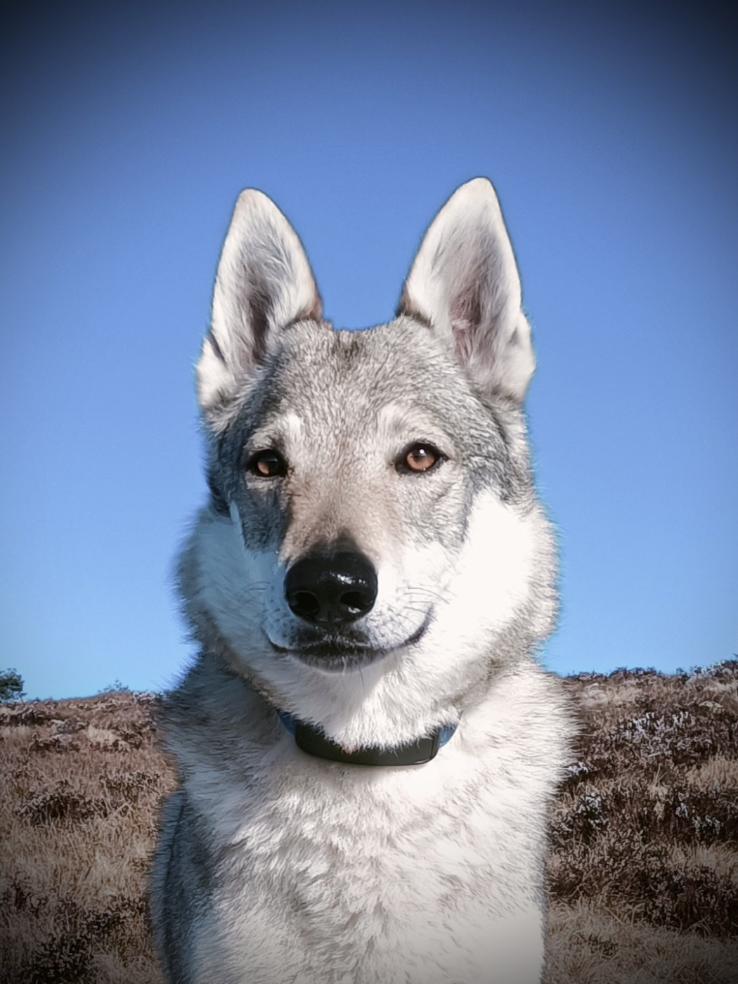 Shadow (Sans Affixe)