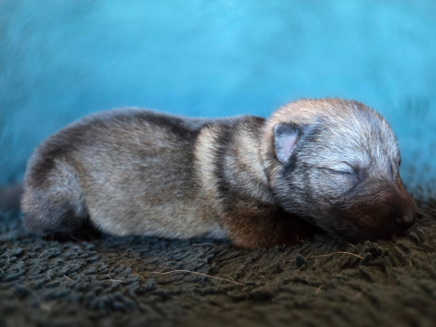 des montagnes de jaya - Chiots disponibles - Chien-loup tchecoslovaque