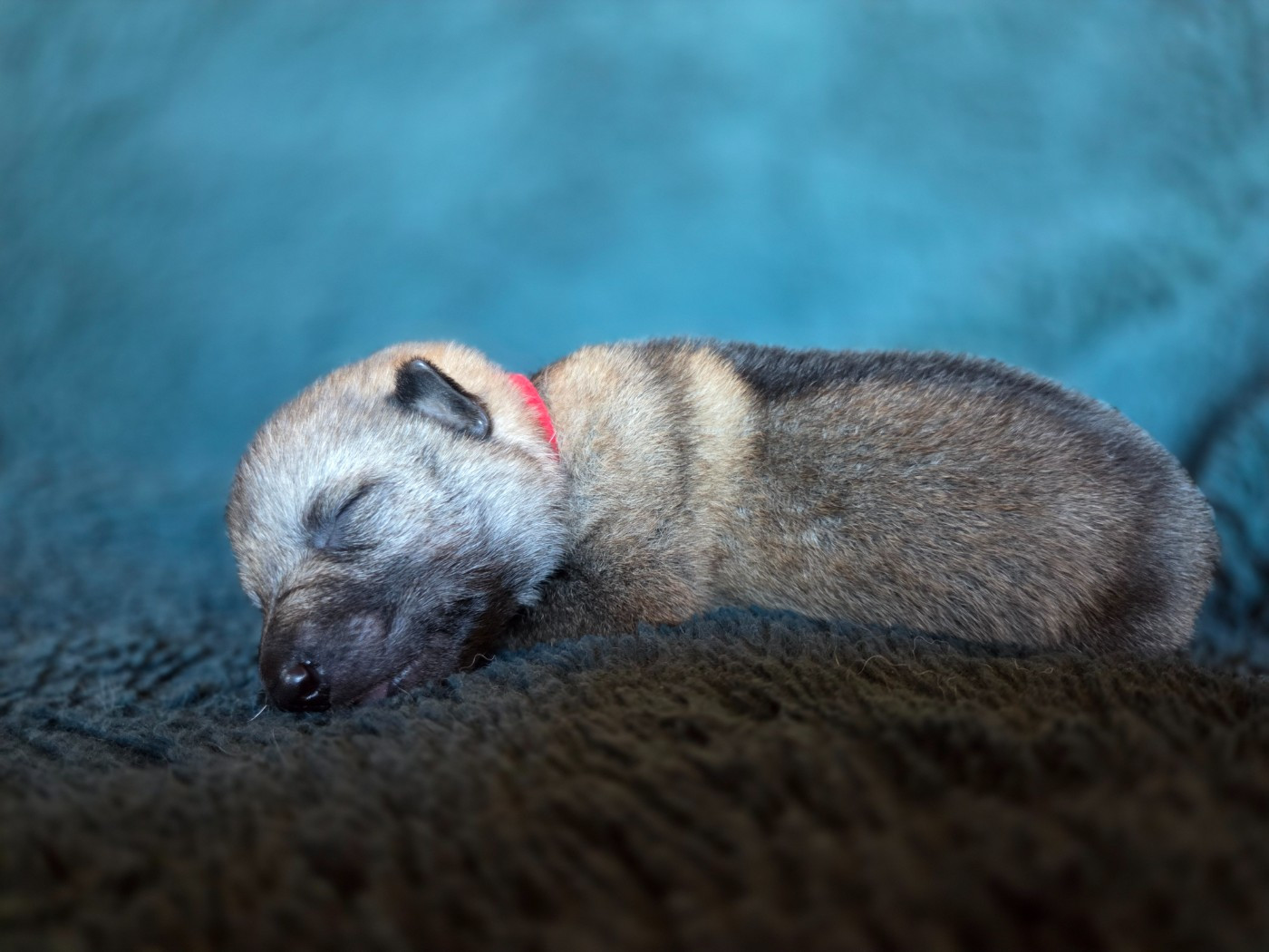 des montagnes de jaya - Chiots disponibles - Chien-loup tchecoslovaque
